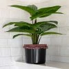 Natural Life Back In Stock Small Potted Faux Plant