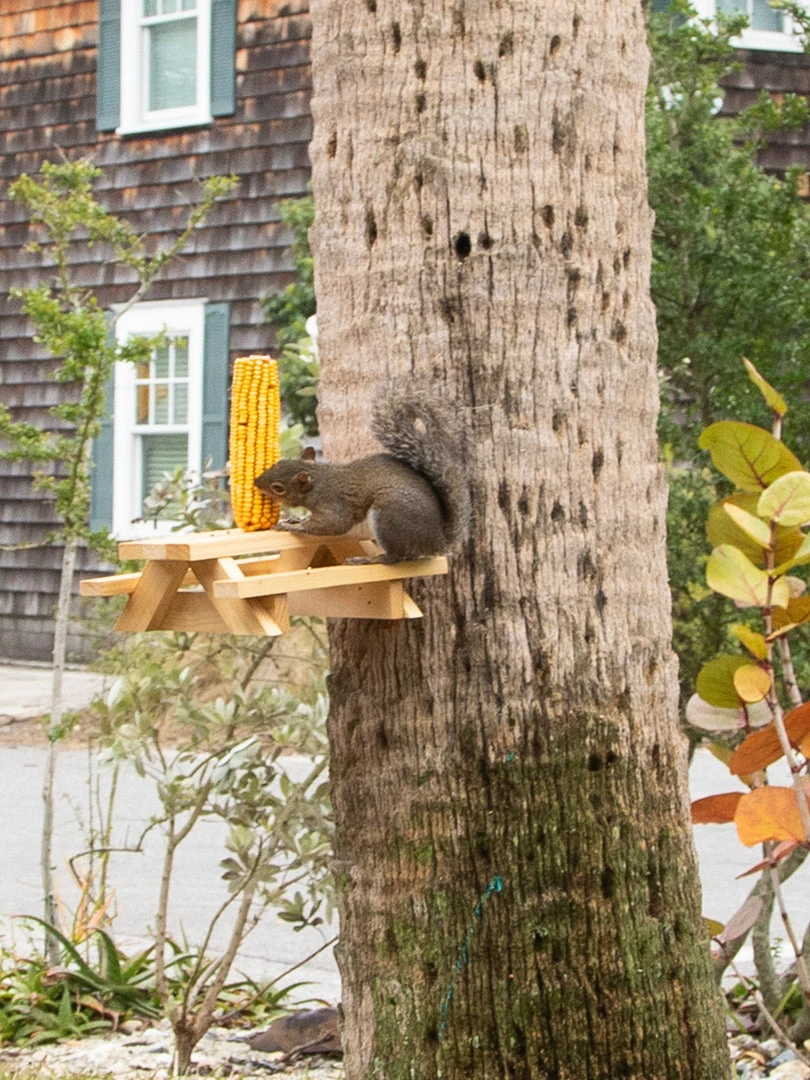 Natural Life Beach & Outdoors Squirrel Picnic Table Feeder 5 Natural Life Beach & Outdoors Squirrel Picnic Table Feeder