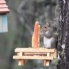 Natural Life Beach & Outdoors Squirrel Picnic Table Feeder