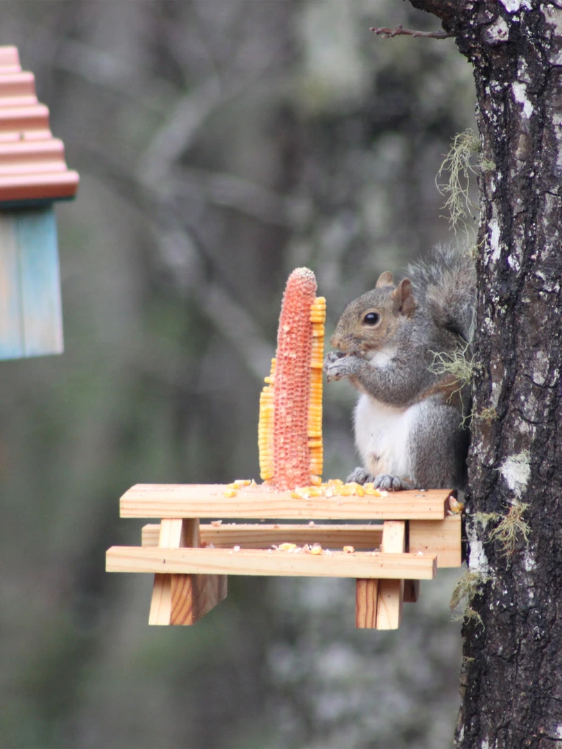 Natural Life Beach & Outdoors Squirrel Picnic Table Feeder 3 Natural Life Beach & Outdoors Squirrel Picnic Table Feeder